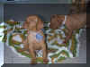 6weeks9.JPG (42983 bytes)
