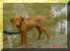 Gracie@Hammock.jpg (46432 bytes)