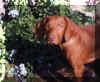 phoebefower.JPG (46460 bytes)